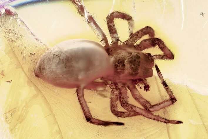Detailed Fossil Spider (Araneae) In Baltic Amber #367507